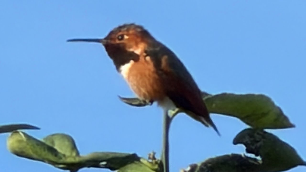 手機📲拍攝居家周圍常見的18種鳥 #觀鳥 #birdwatching #losangeles #birds 