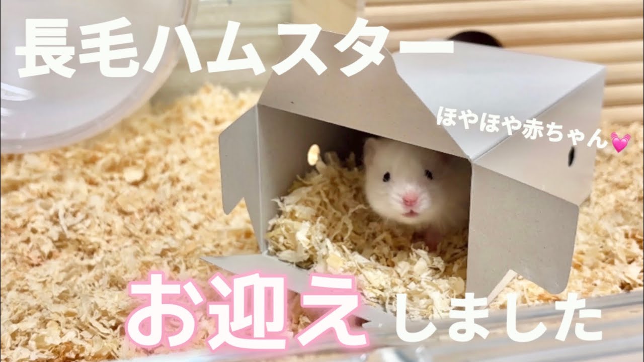 ベビーフェイスが可愛すぎる長毛ハムスターをお迎えしました🐻‍❄️💓