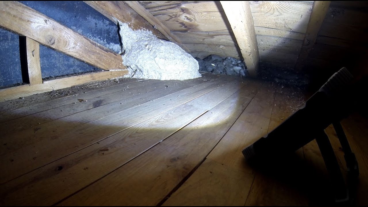 Destruction nid de guêpes sous les combles à Montbéliard (25) 🐝🎥