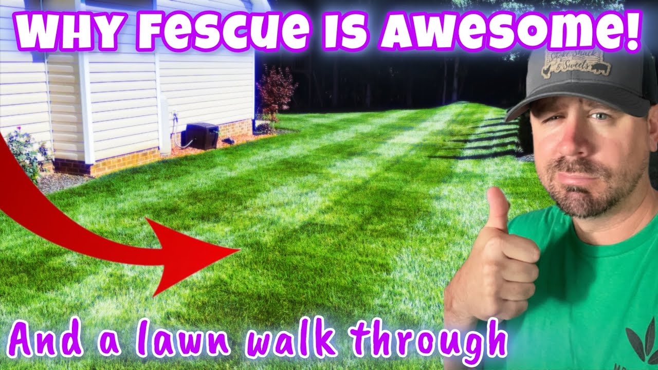 Why I Love Fescue The Most // Sprinkler Advice Needed