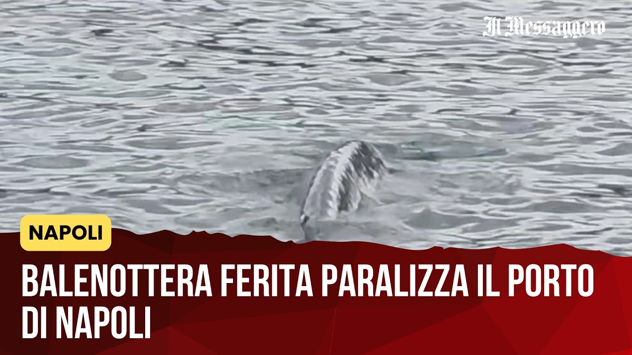 Balenottera ferita paralizza il porto di Napoli