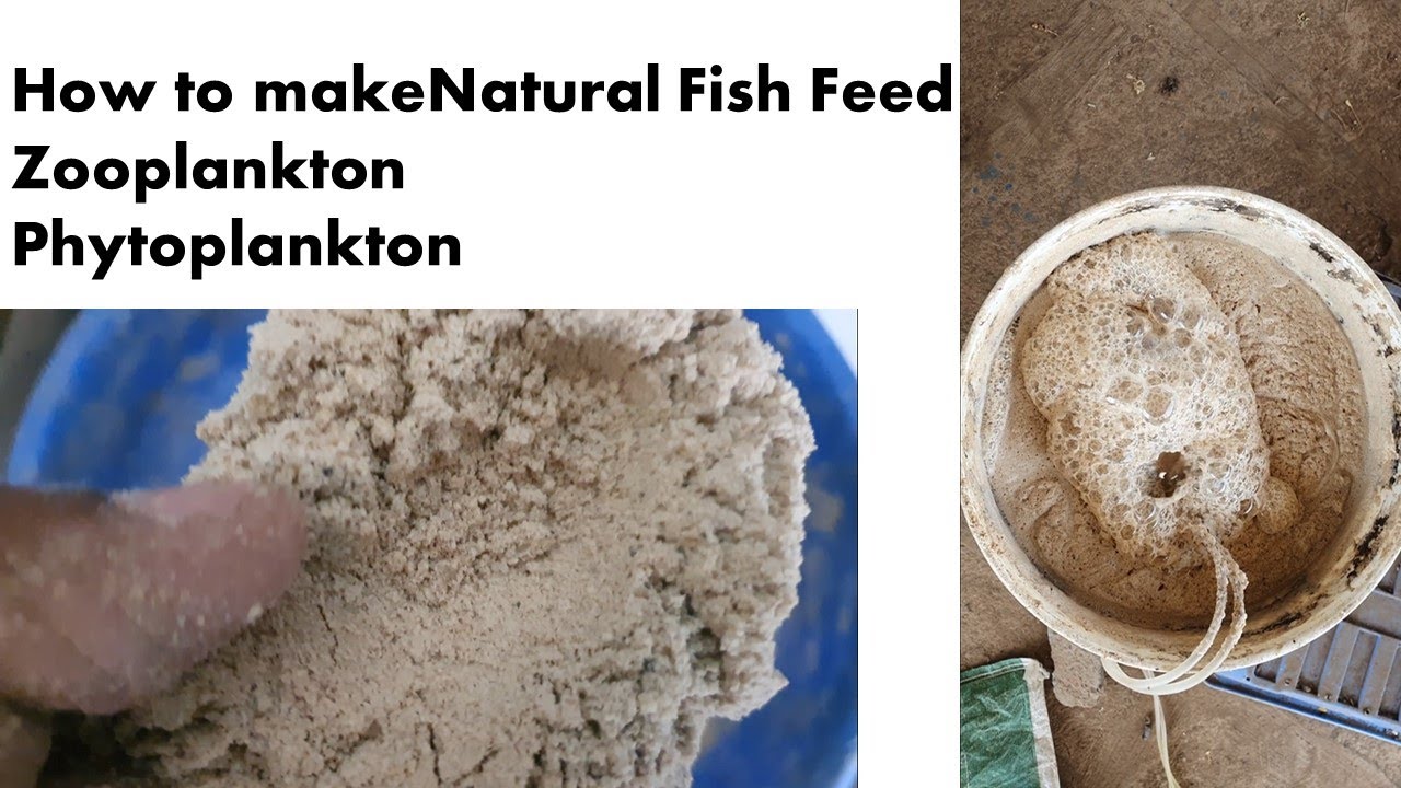 Natural फिश  फीड कैसे तयार करे, Phytoplankton and zooplankton. Fish feed
