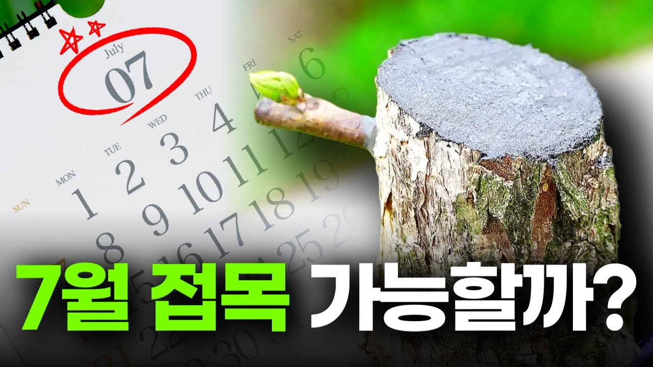 7월 접목 가능할까? ㅣ 7월에 하는 드릴접