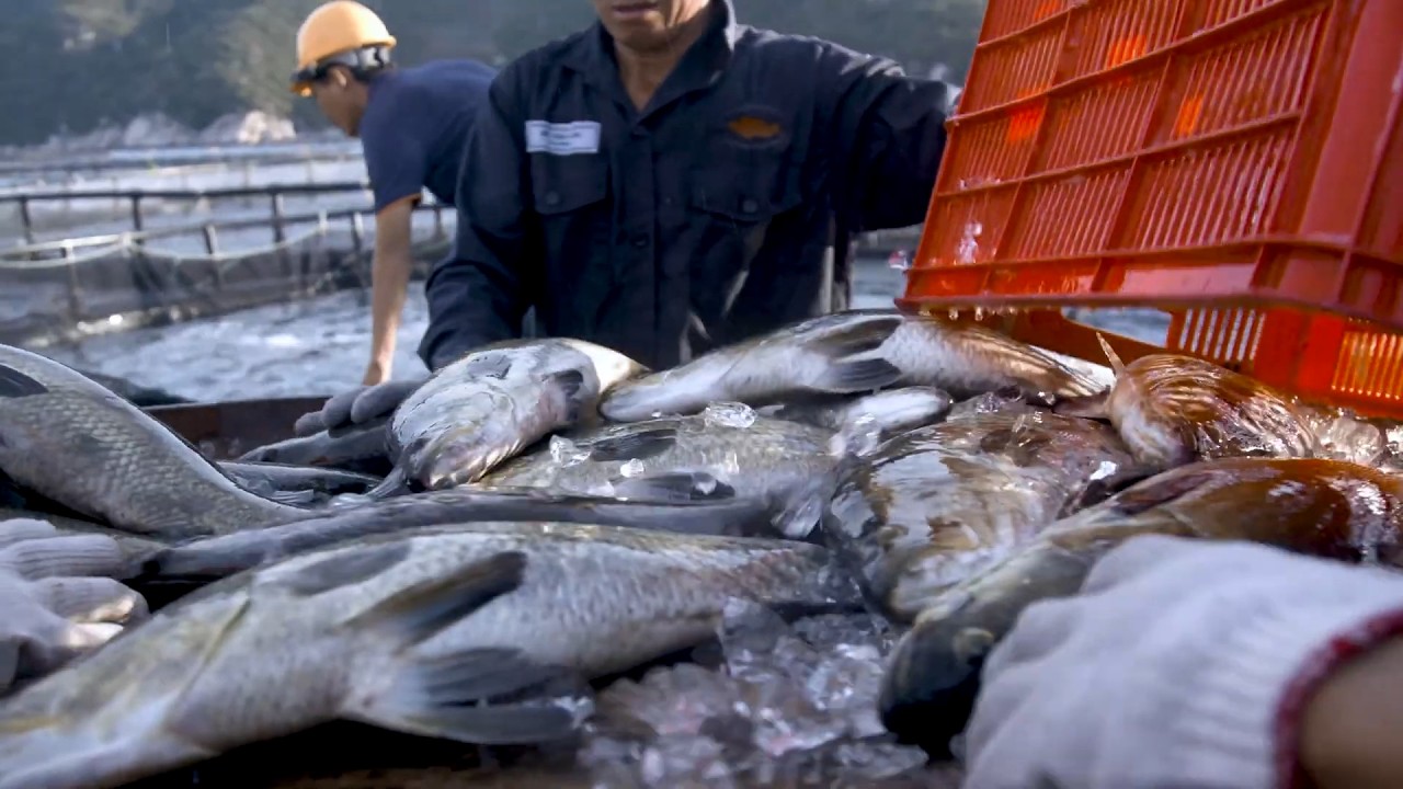 Bagaimana Barramundi Diproduksi? Inilah Proses Lengkapnya