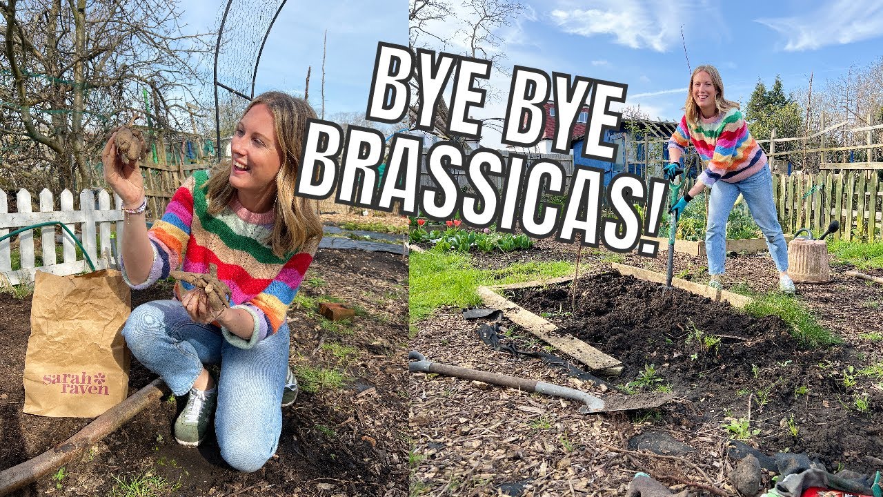 THEY ATE ALL THE BRASSICAS! / ALLOTMENT GARDENING FOR BEGINNERS