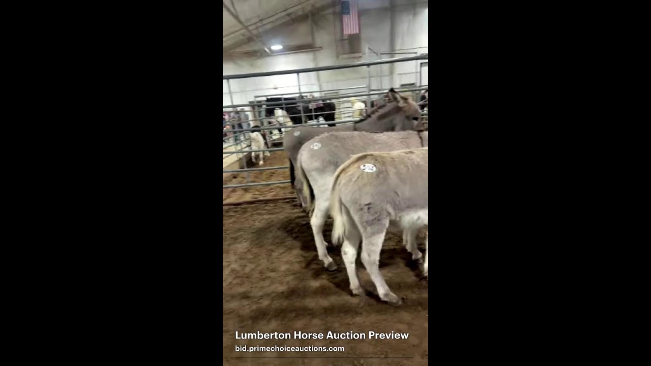 Lumberton Horse Auction Preview