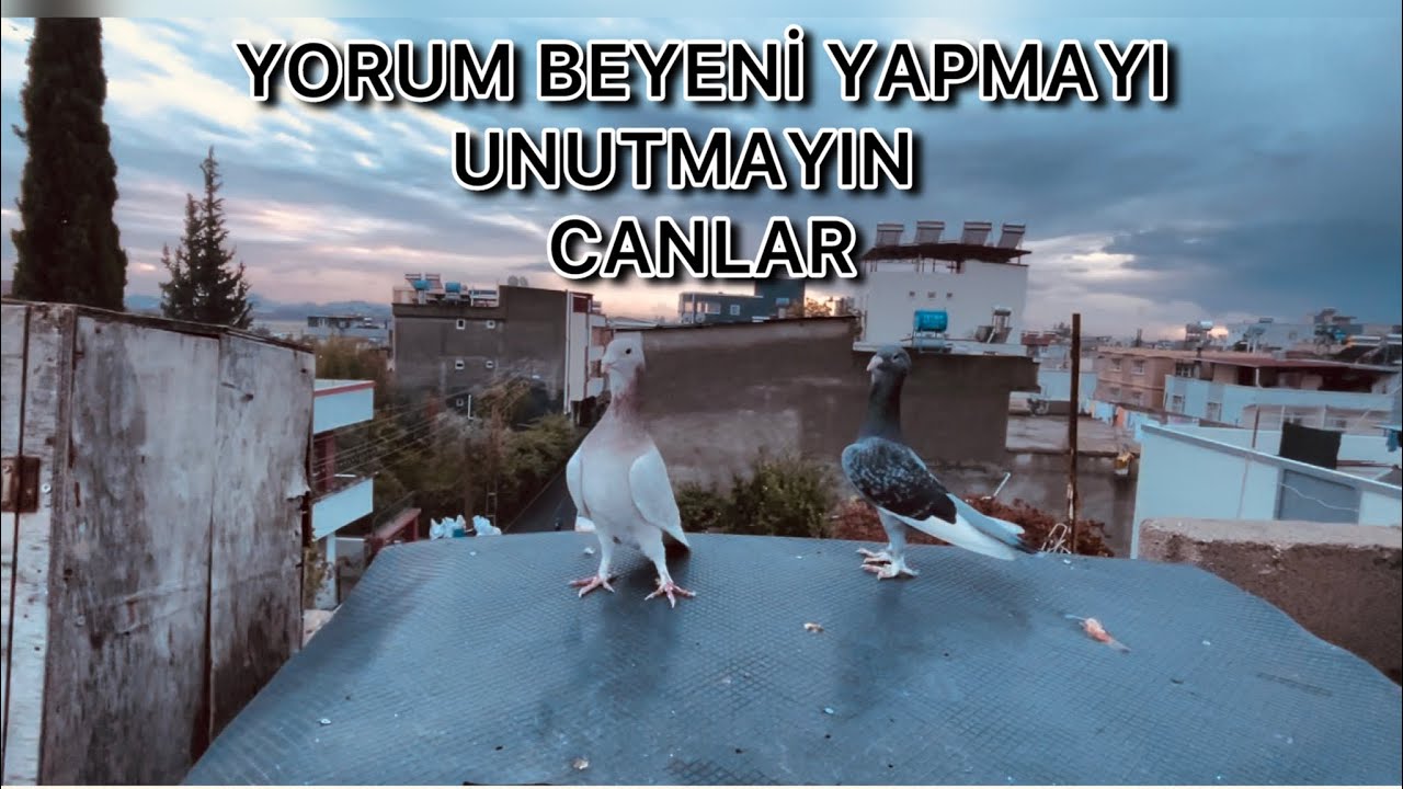 SEN BU İŞİ BİLİYORSUN REİS
