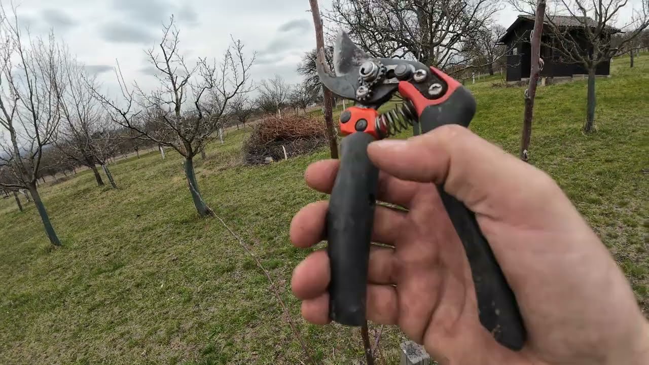 Jak správně ostříhat ovocný stromek po výsadbě 🌳✂️