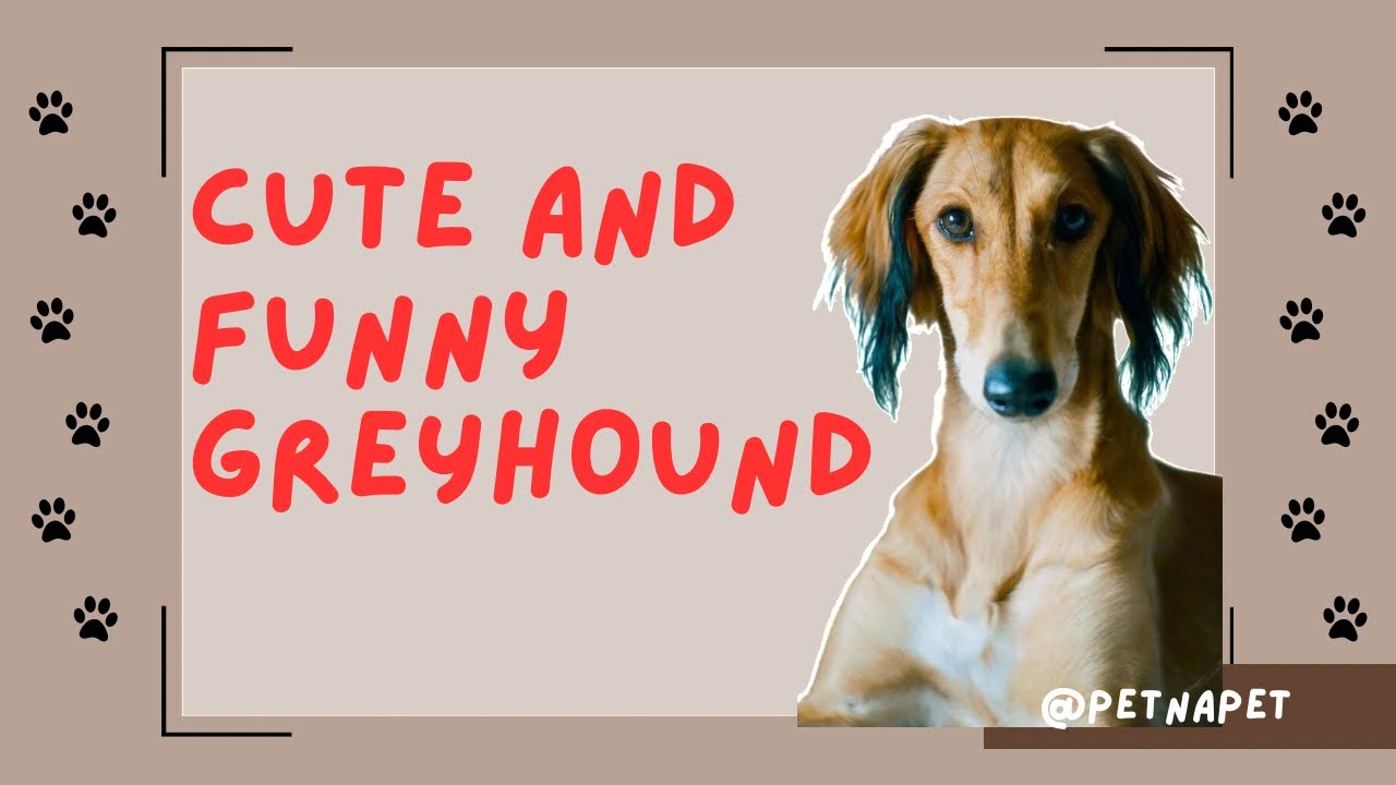Greyhound favorite Dog