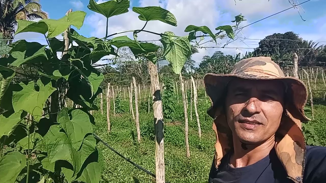 meu plantio de chuchu após 2 meses de plantado.