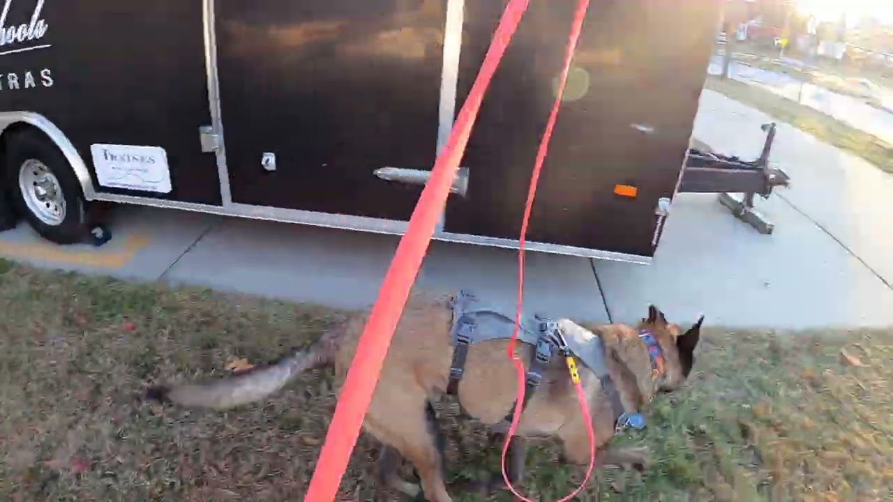 Buddy Single Hide on Trailer -- Sourcing Around & Toy Reward