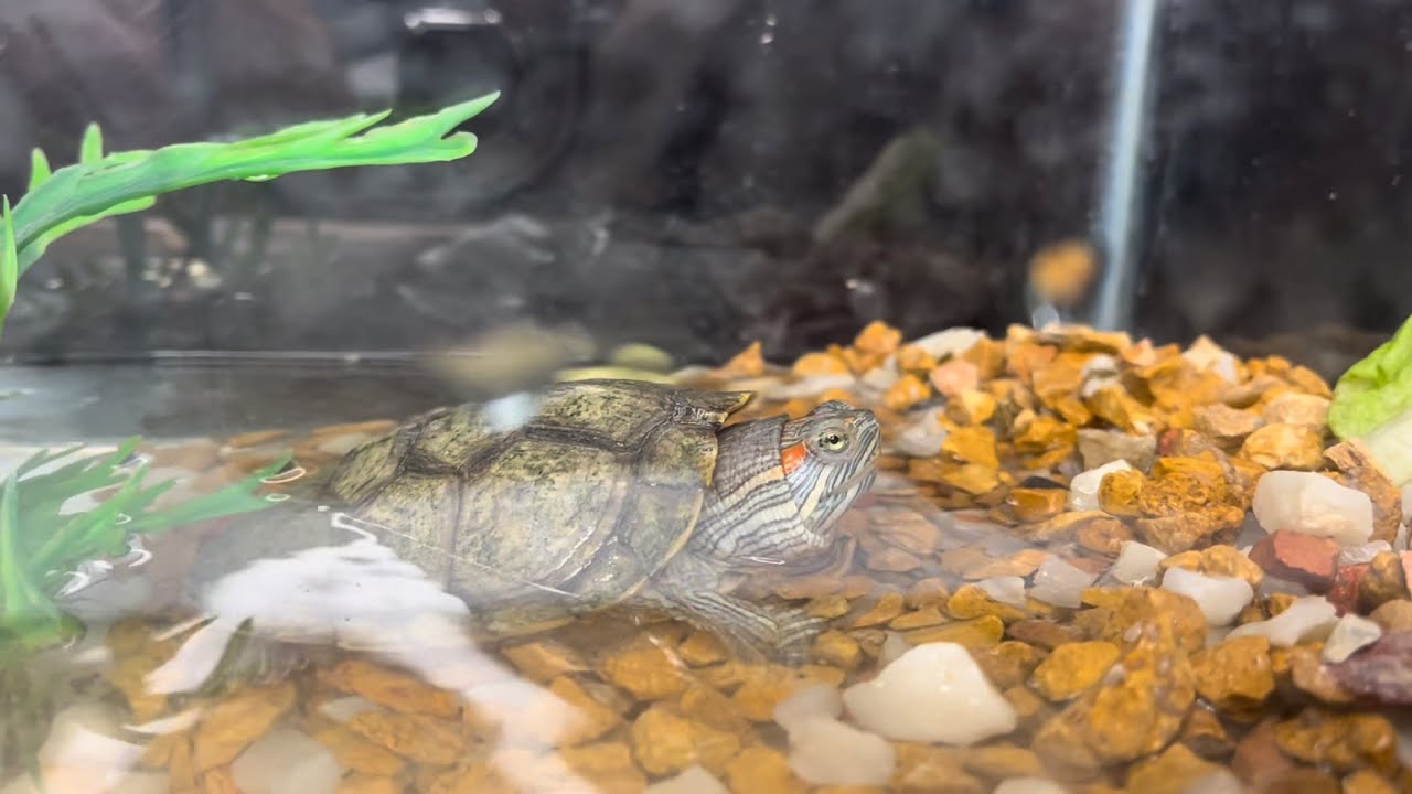 Relaxing Turtle Swimming ASMR 🐢 Calming Water Sounds for Sleep, Stress Relief & Deep Relaxation