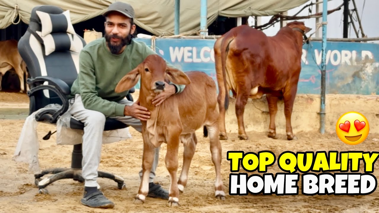 Alhamdulillah Hard Work Pays Off! Our Brahman Breed Reveal♥️  | Three Surprise New Entries♥️