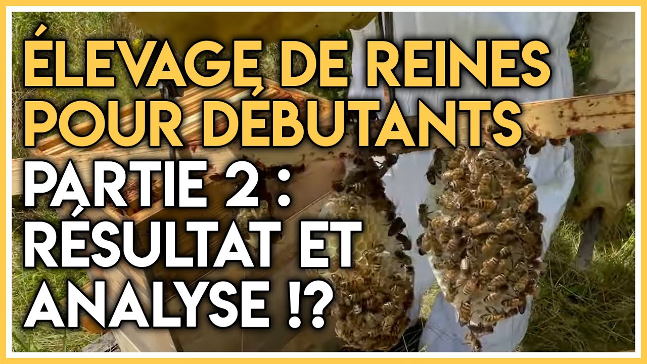 Élevage de reines pour débutants Partie 2 : Résultat et analyse .!?