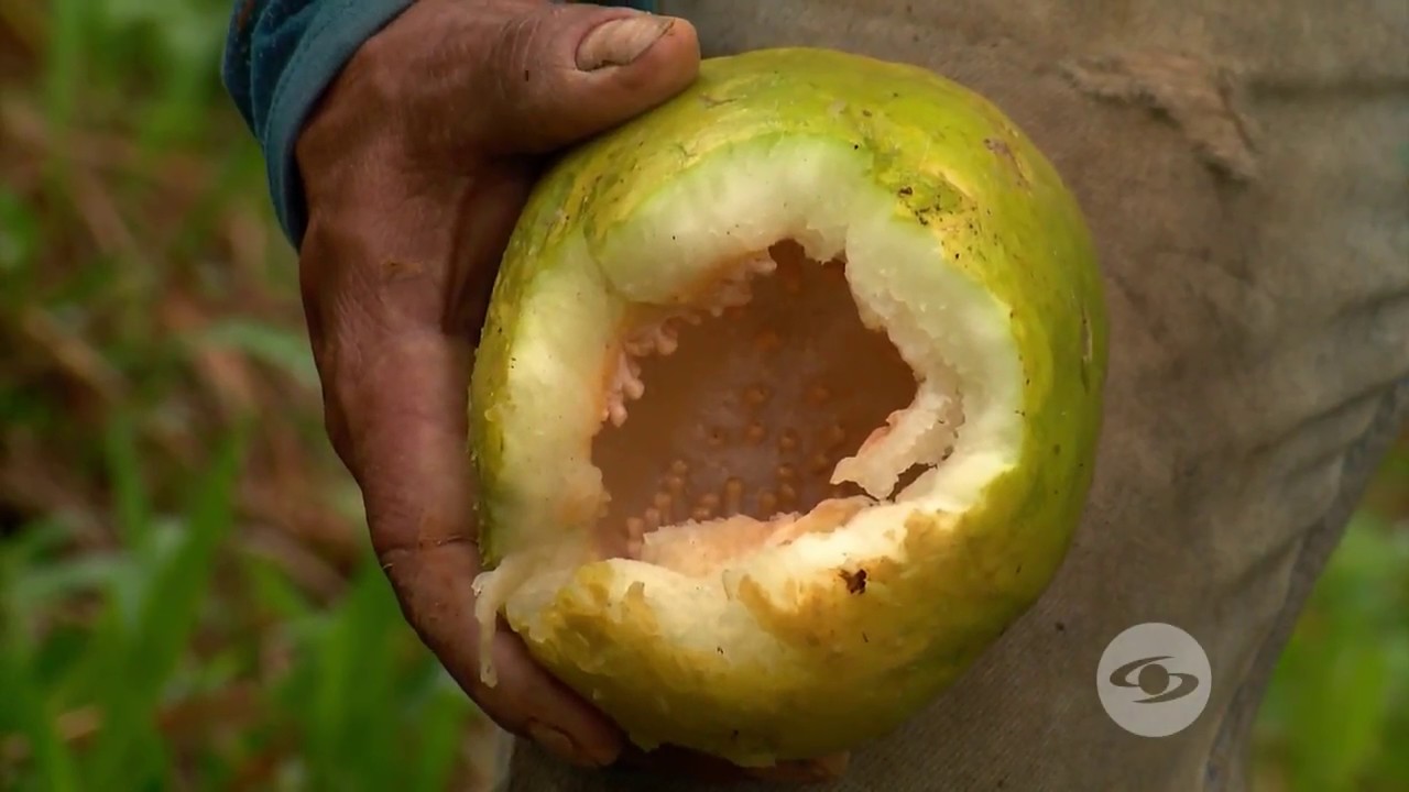 Así cultivan la badea en Chocó | La Finca de Hoy