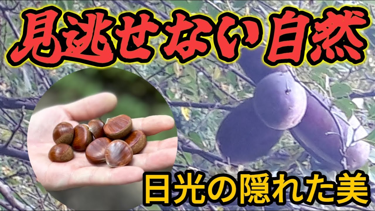 足元に広がる自然の世界を発見！【日光市の散歩動画】