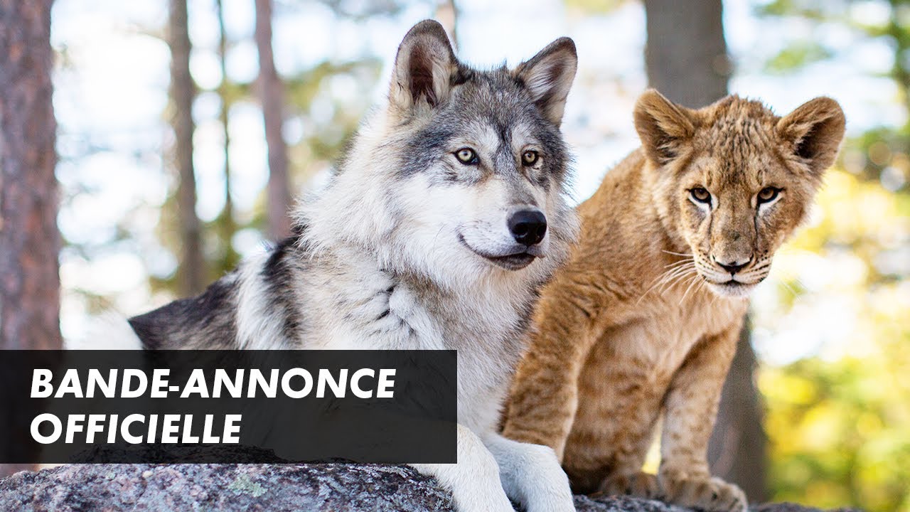 LE LOUP ET LE LION – Bande-annonce officielle (2021)