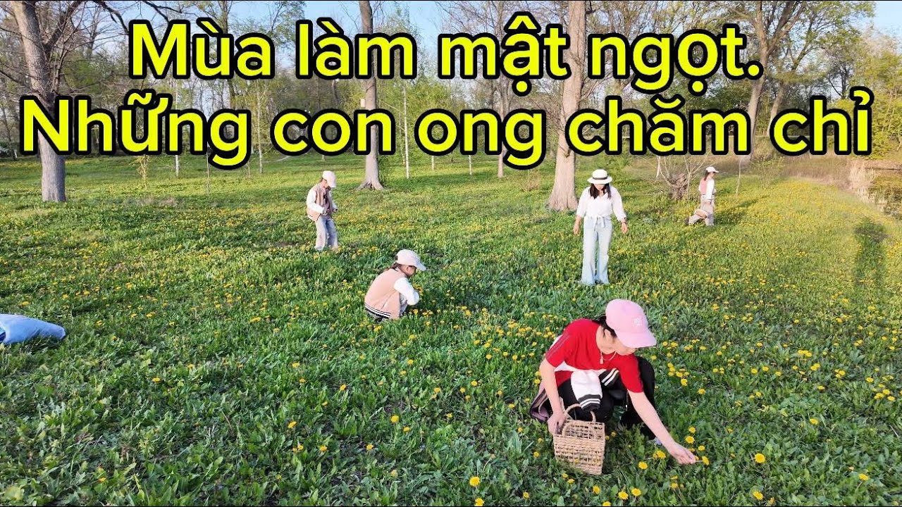 Những “con ong” chăm chỉ - chiết xuất mật hoa bồ công Anh.