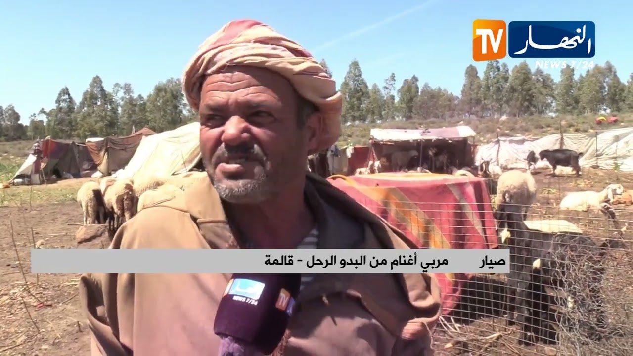 قالمة: نتيجة توفر المراعي بعد تساقط الأمطار ..  تزايد ملحوظ في توافد عائلات البدو الرحل