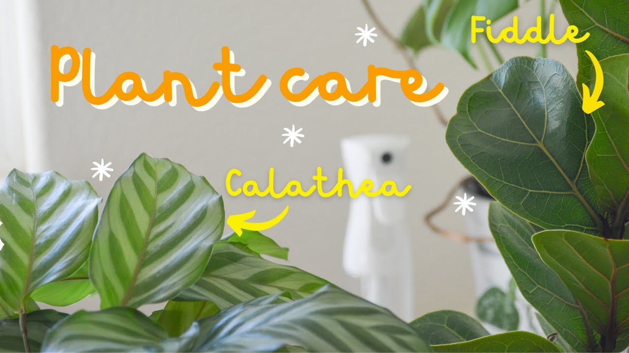 My plant care routine 🪴 | Plant watering & care tips | Houseplants for beginners