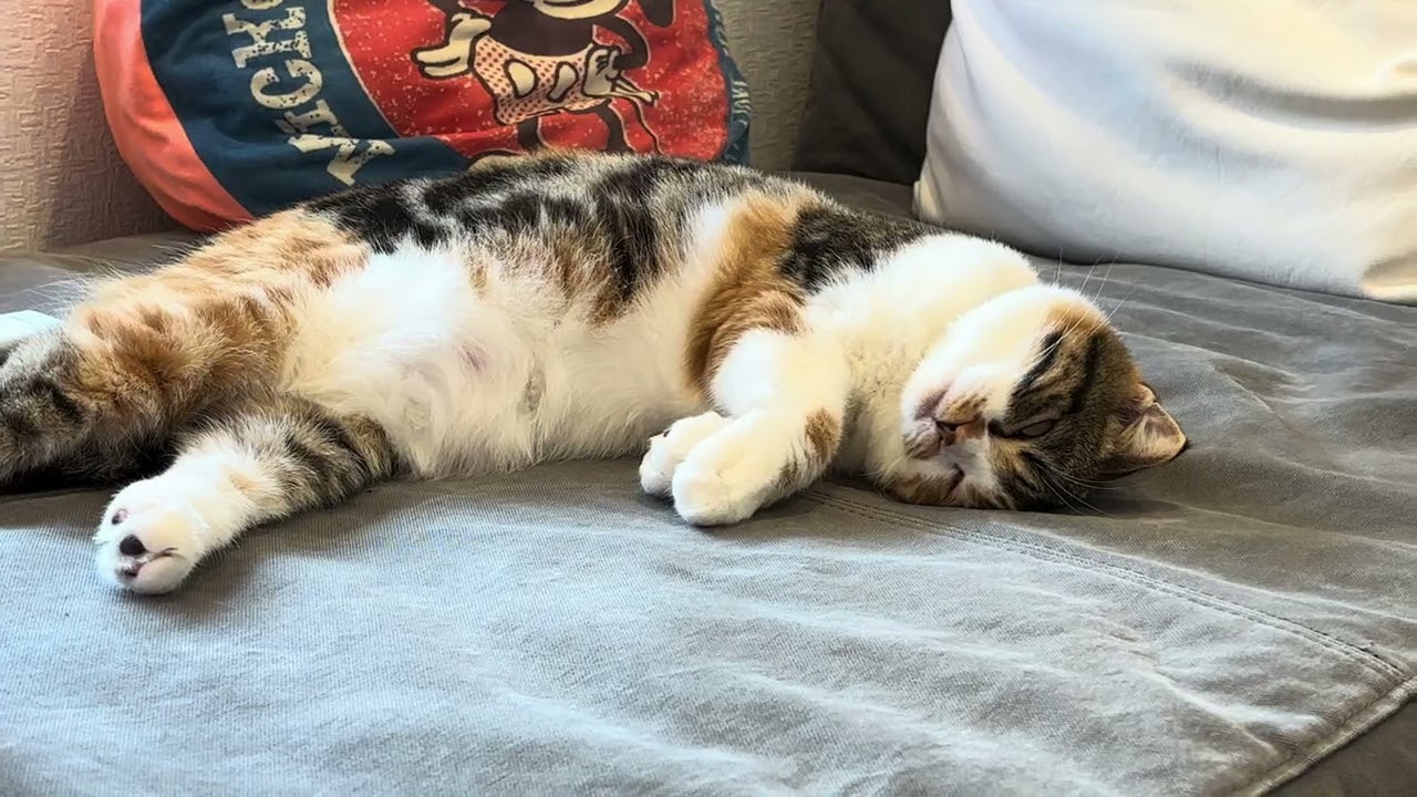 今日もソファーを独占中のミケちゃん🐱calio cat Mike-chan/Hoggin the sofa again today
