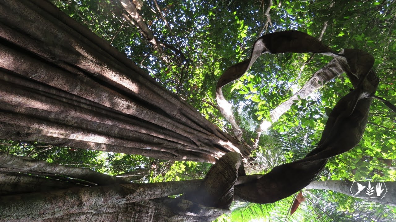 Forest types of Suriname: High dryland forests at Tonka Island (trees)