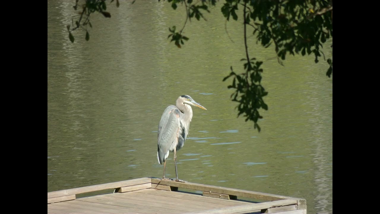 Bird Watching