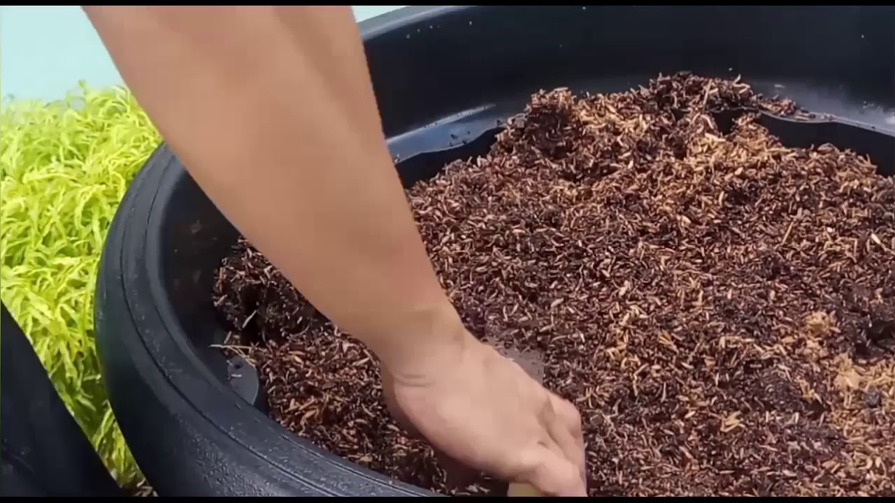 Cara Menanam Buah Tin Hasil Cangkokan
