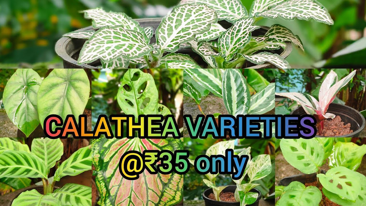 Calathea | Alocasia | Caladium | Pothos | Fittonia | Low cost | Sale 9074163402
