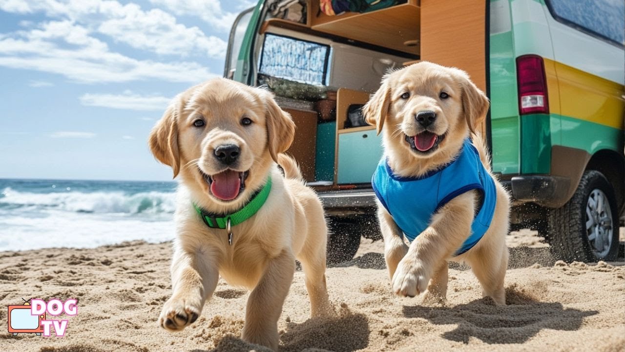 12 Hours of Dog Music 💖 All Day Relaxing Music for Dogs 🐾 Dog TV for Dogs to Watch When Home Alone