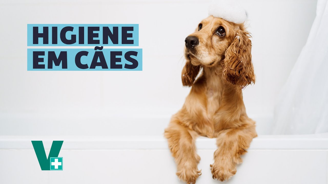 Como manter meu cachorro limpo?