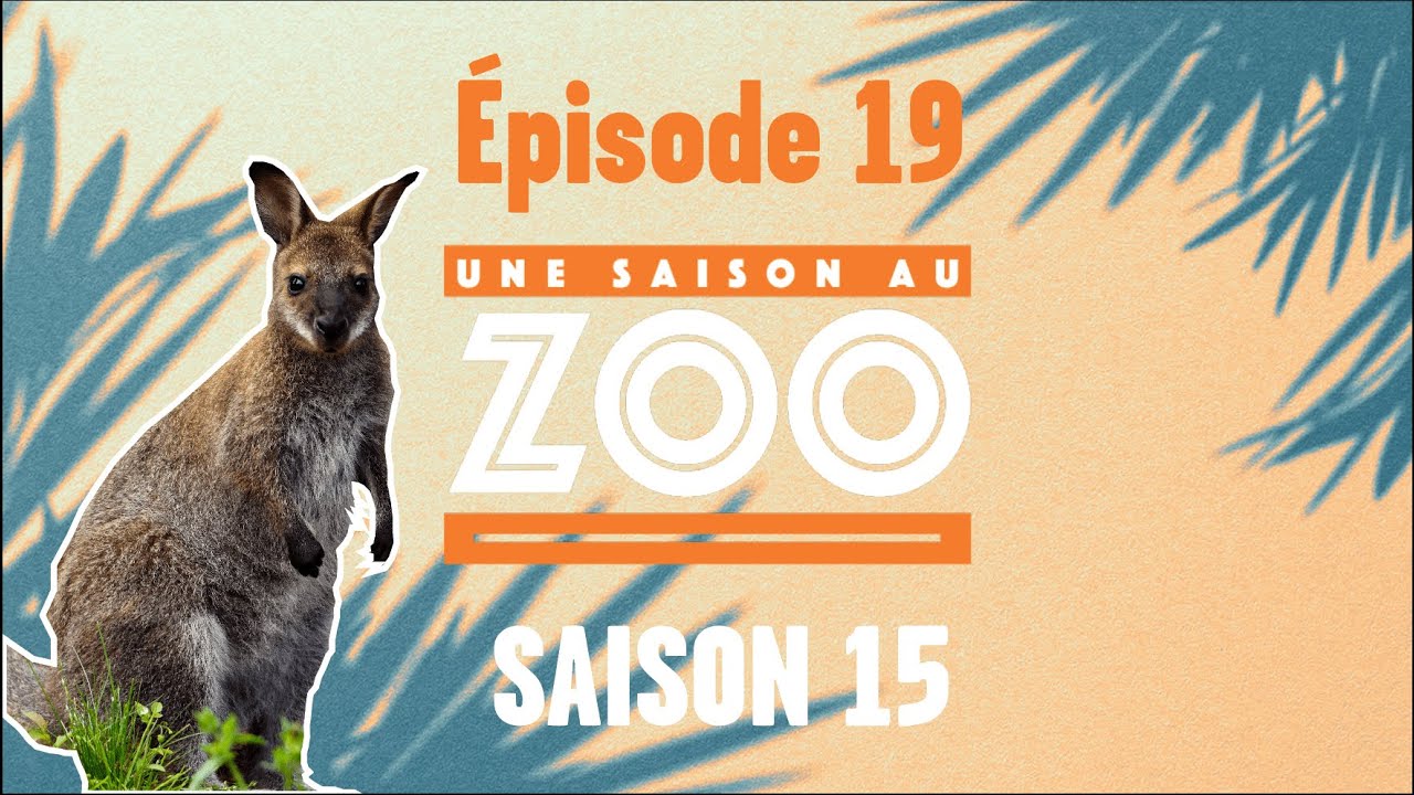 Un nouvel enclos pour les wallabies et les kangourous (S15E19) [INTEGRAL]