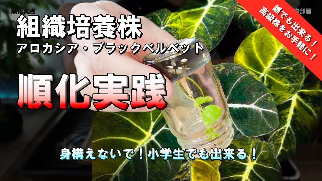 【組織培養】順化やってみよう！成功のポイント紹介｜モンステラ｜アロカシア・ブラックベルベット