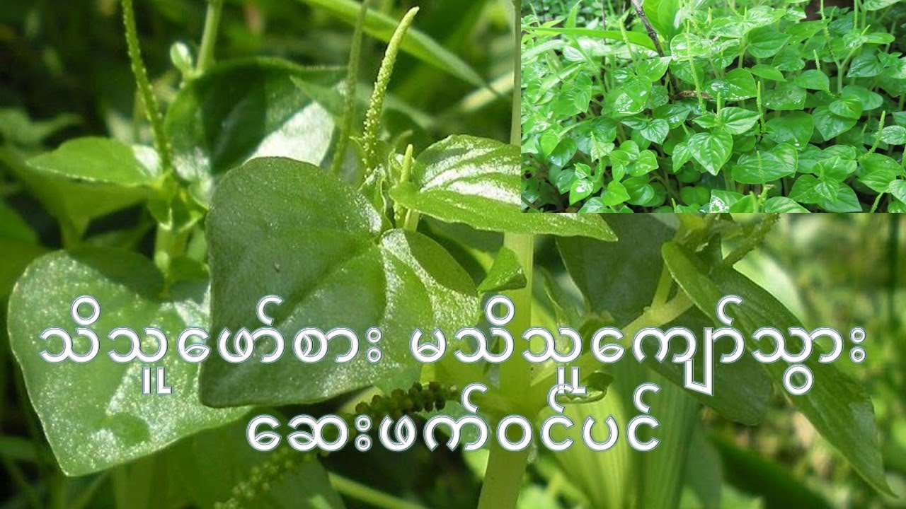 သိသူ​ဖော်စား မသိသူ​ကျော်သွား​ဆေးဖက်ဝင်ပင် ​#ကျောက်သင်ပုန်းပင်#Peperomia pellucida