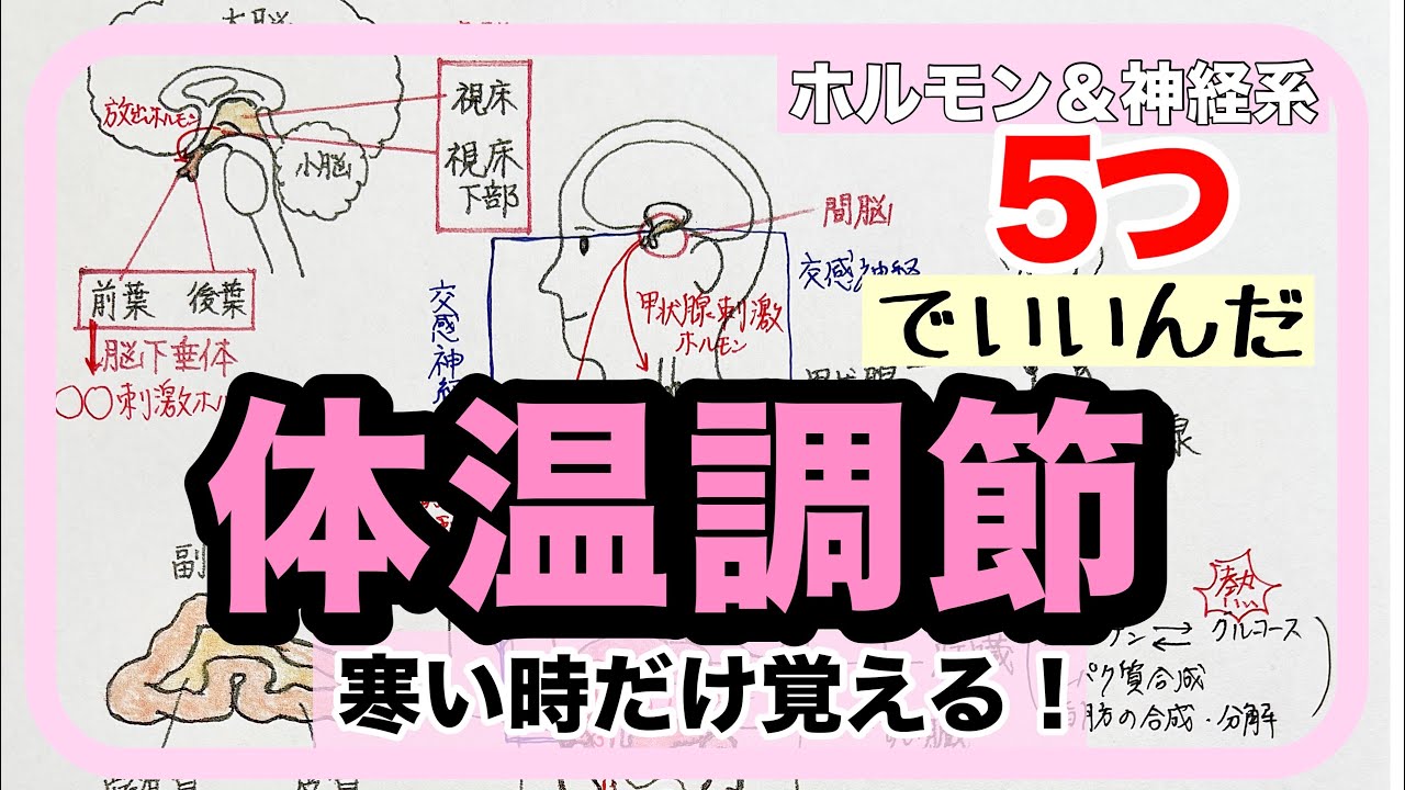 【生物基礎】ホルモン 体温調節はこれだけ暗記！