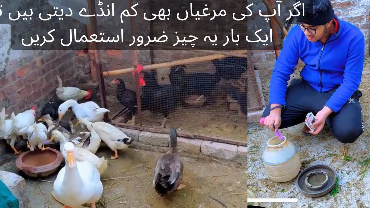 Agar murgian unday na de to Yeh Istamal kre|How to increase eggs production in hens #pets #vlog 