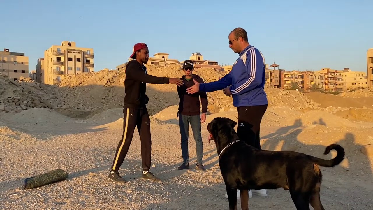 سيمبا Rottweiler /الحراسة الشخصية للكلاب / تأهيل واختبار