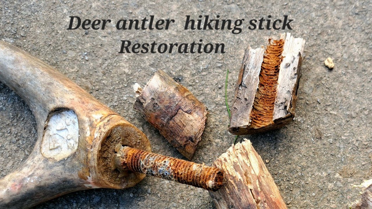 Deer antler hiking stick Restoration. Metal bar attachment, woodworm, Cross cut joint.