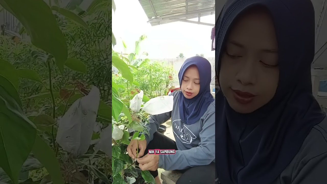SAMBUNG PUCUK GRAFTING BUNGA BOUGENVILLE @nanasayong 