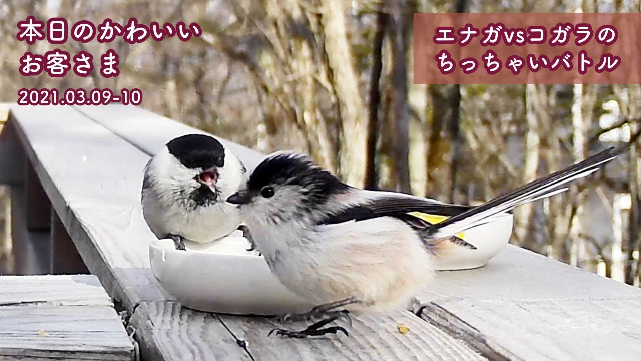 『エナガvsコガラ ちっちゃいかわいいバトル』2021/03/09-10：本日のかわいいお客さま@八ヶ岳  第172回