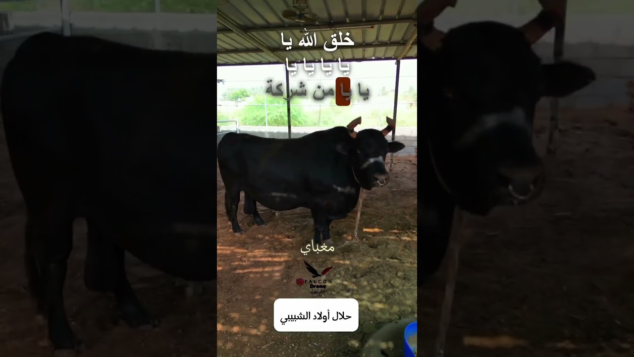 حلال الشبيبي
