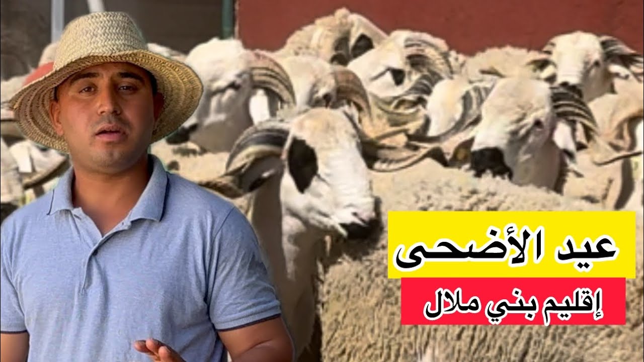 🎥 عيد الأضحى من ضيعة الكساب عبد الله 💪🏼💯🐏منطقة بني ملال 🇲🇦🇲🇦مع توضيح أتمنة جميع الأحجام تبارك الله