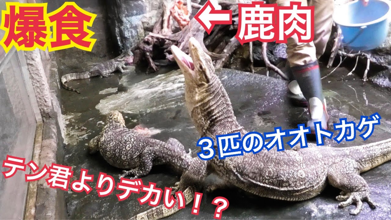 3匹の巨大オオトカゲが大量の鹿肉を喰いまくる!!!【iZoo.４】