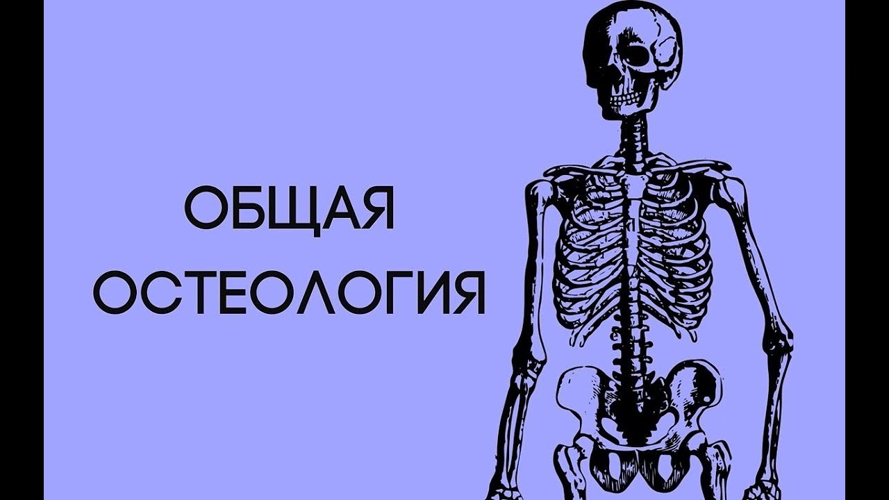 Остеология: полный разбор скелета за 5 часов! | Анатомия для фитнес-тренеров