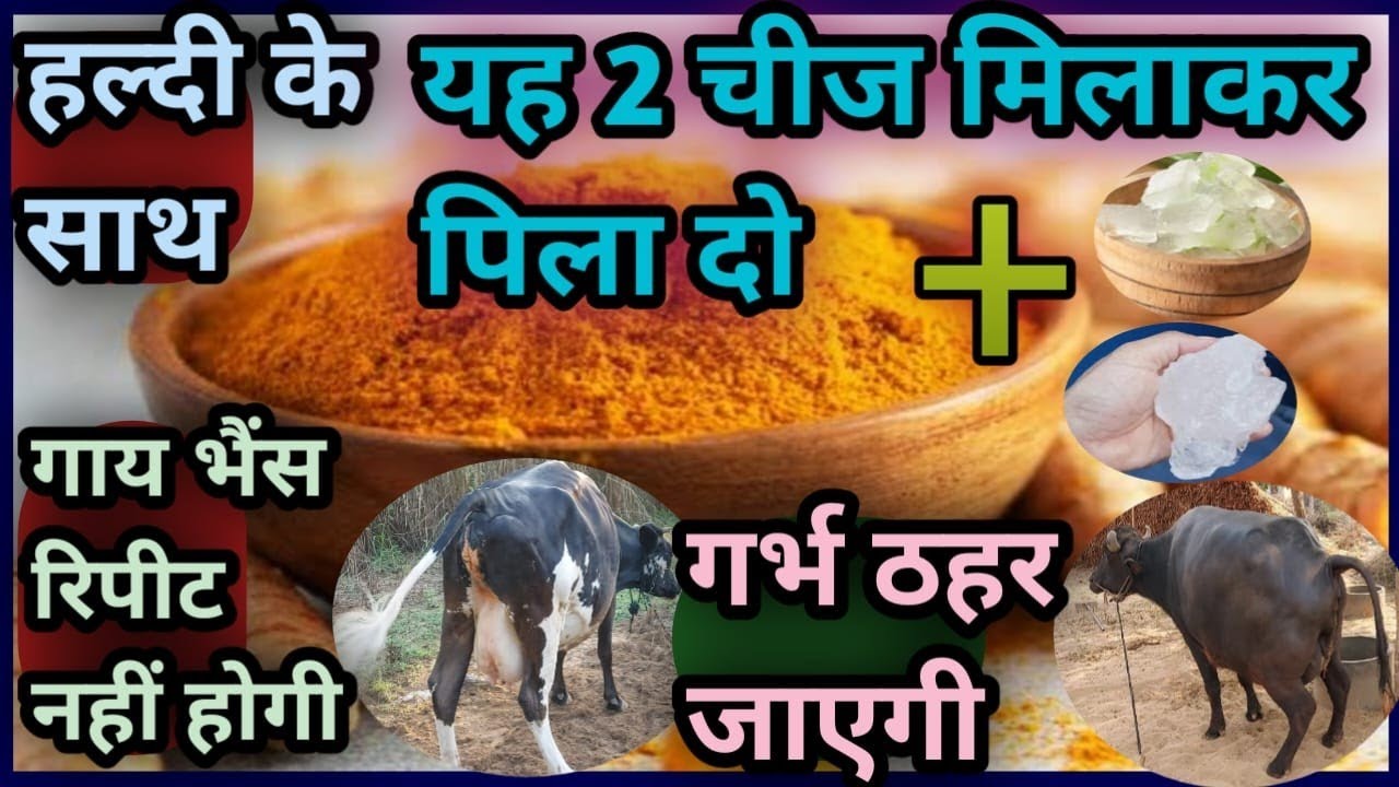 👌हल्दी के साथ यह 2 चीज मिलाकर पिला दो✌||गाय भैंस रिपीट नहीं होगी|| गर्भ ठहर जाएगी/Repeat Breeding