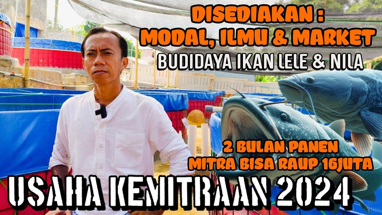 TERMUDAH❗SYARAT KEMITRAAN BUDIDAYA IKAN NILA & LELE TERBESAR DI JAWA BARAT 2024