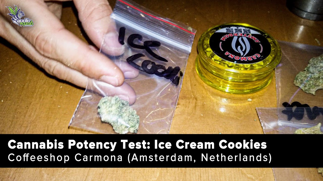 THC testing - Ice Cream Cookies cannabis strain - Coffeeshop Carmona (Amsterdam)