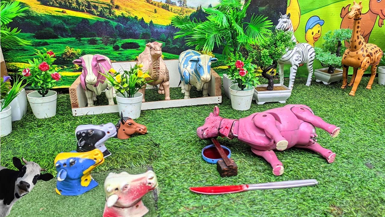 Wadidau‼️Proses Potong Sapi Kurban & Kerbau Lucu - Truk Oleng Angkut Sapi Kotor