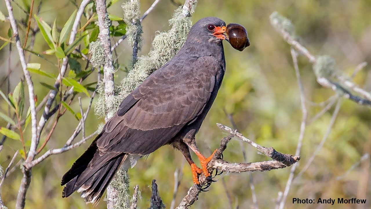 Snail Kite Calling and Eating Snails