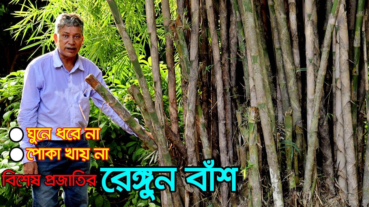 বিশেষ প্রজাতির রেঙ্গুন বাঁশ চাষে সম্ভাবনা দেখছেন ফজলুল মোড়ল | উদ্যোক্তার খোঁজে